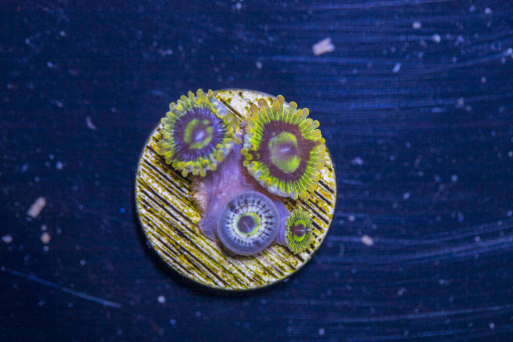 Zoanthids - Rainbow Yoda