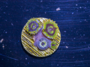 Zoanthids - Rainbow Yoda