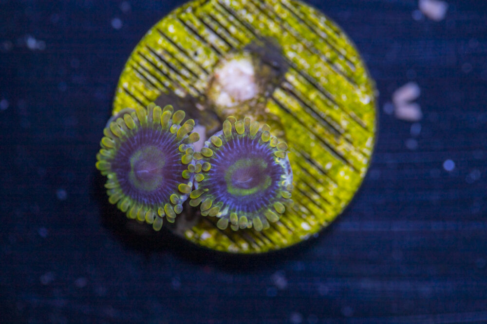 Zoanthids - Rainbow Yoda