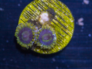 Zoanthids - Rainbow Yoda