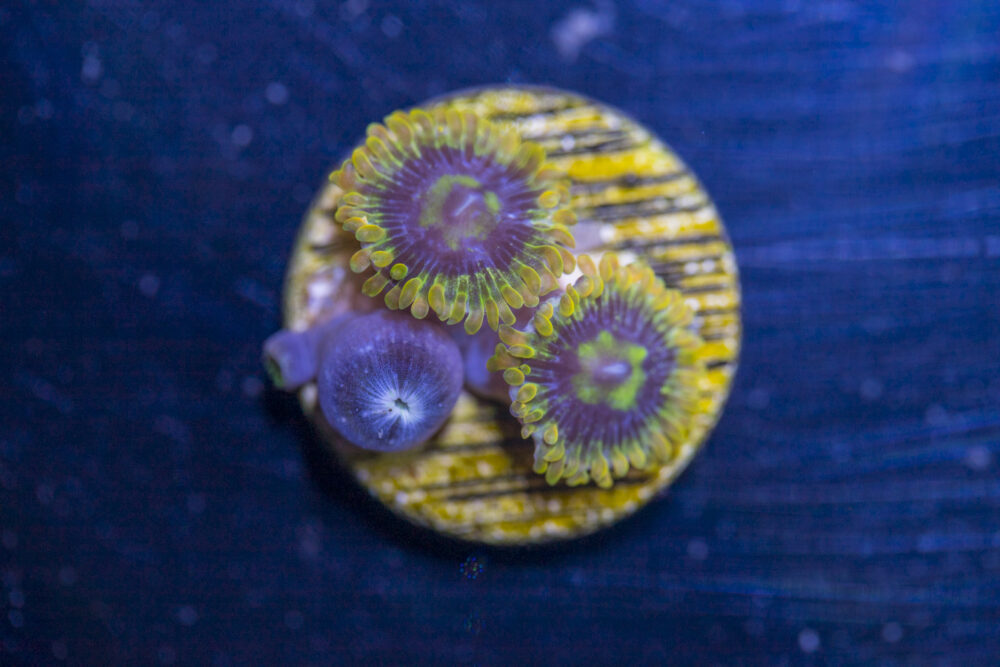 Zoanthids - Rainbow Yoda