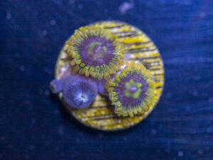 Zoanthids - Rainbow Yoda