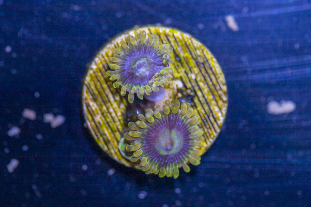 Zoanthids - Rainbow Yoda