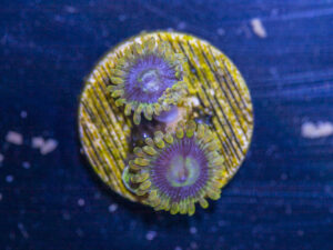 Zoanthids - Rainbow Yoda