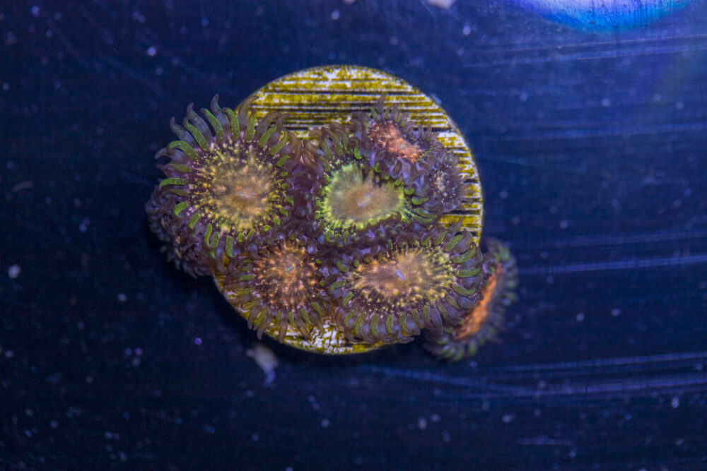 Zoanthids - Texas Grim Reaper