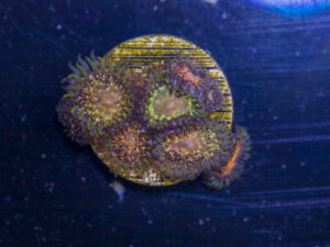 Zoanthids - Texas Grim Reaper