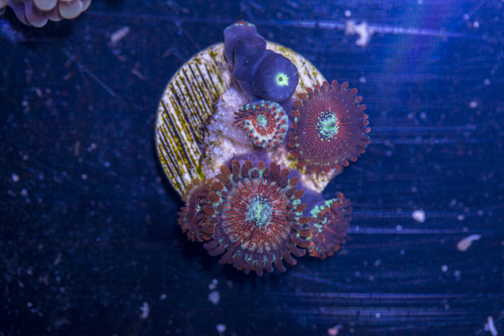 Zoanthids - Magician