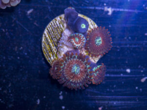 Zoanthids - Magician