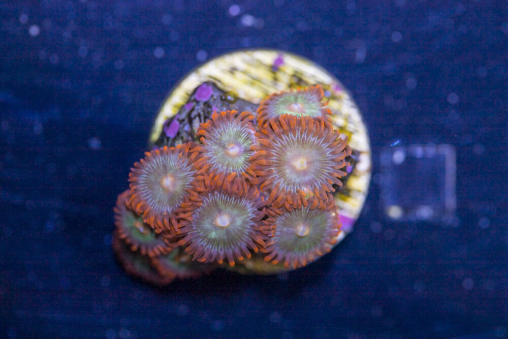 Zoanthids - Gatorade