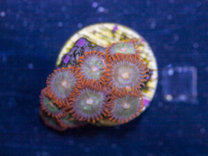 Zoanthids - Gatorade
