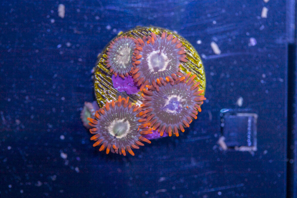 Zoanthids