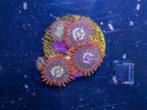 Zoanthids