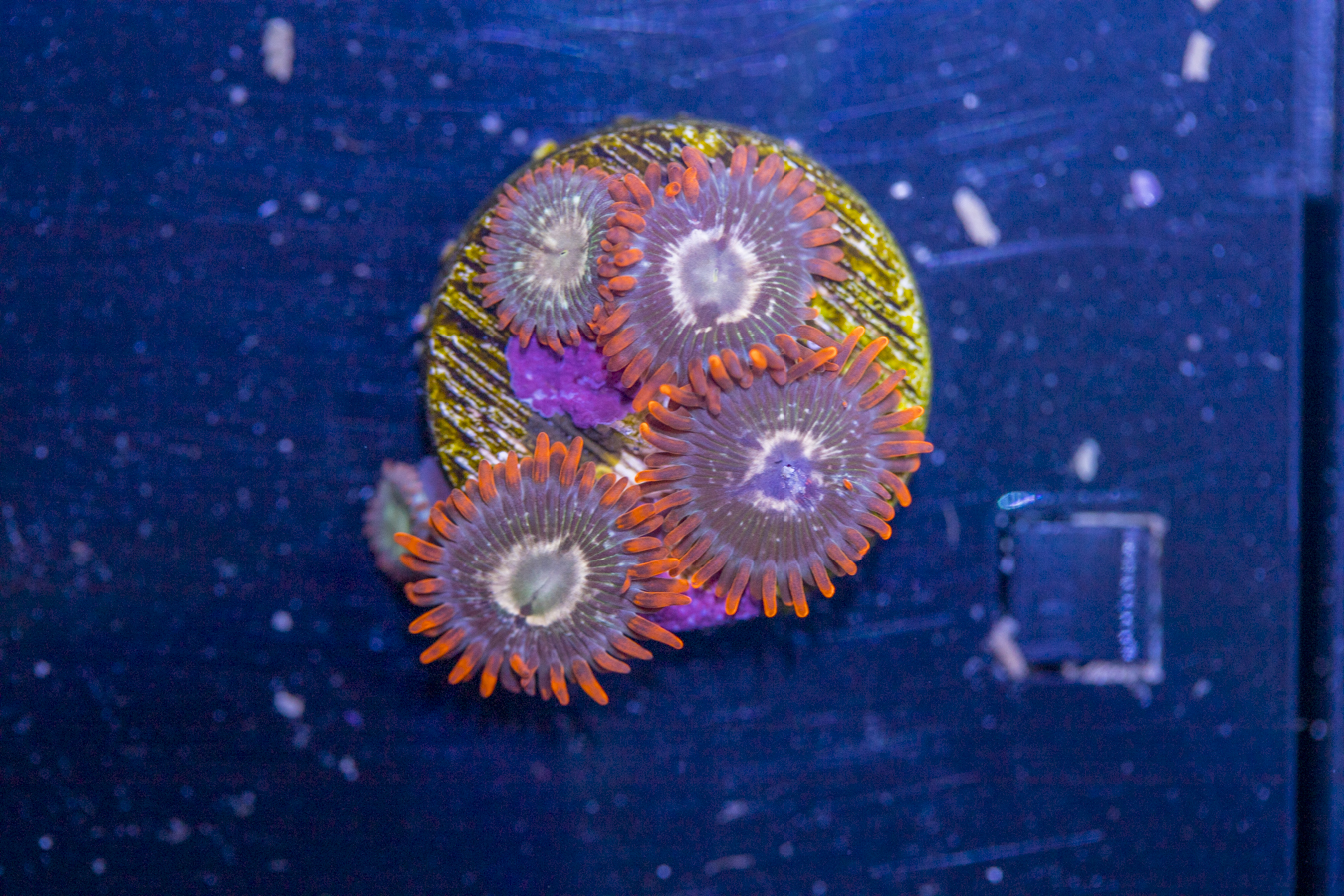 Zoanthids 1 Zoanthids