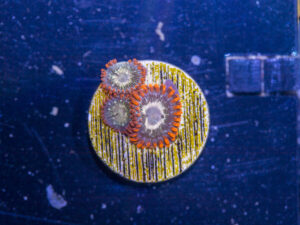 Zoanthids