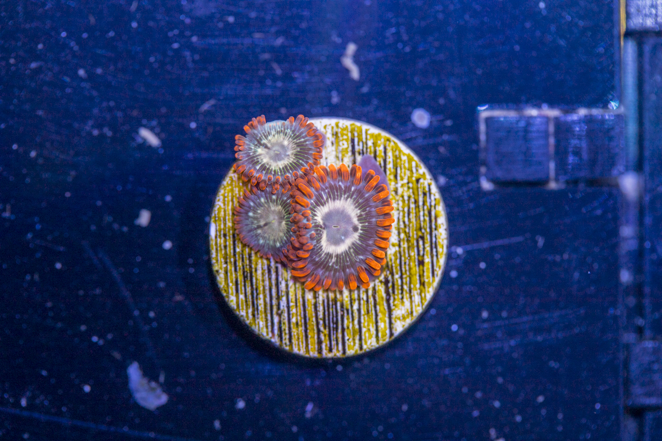 Zoanthids 1 Zoanthids