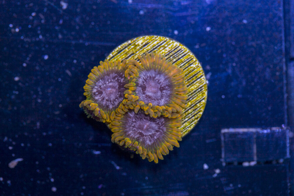 Zoanthids - Acid Reflux