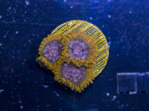 Zoanthids - Acid Reflux