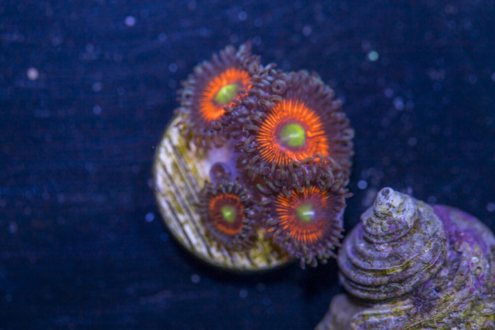Zoanthids - Everlasting Gobstopper