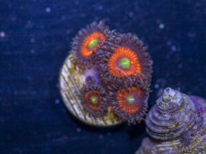 Zoanthids - Everlasting Gobstopper