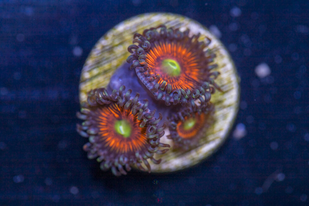 Zoanthids - Everlasting Gobstopper