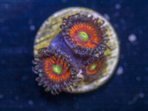 Zoanthids - Everlasting Gobstopper