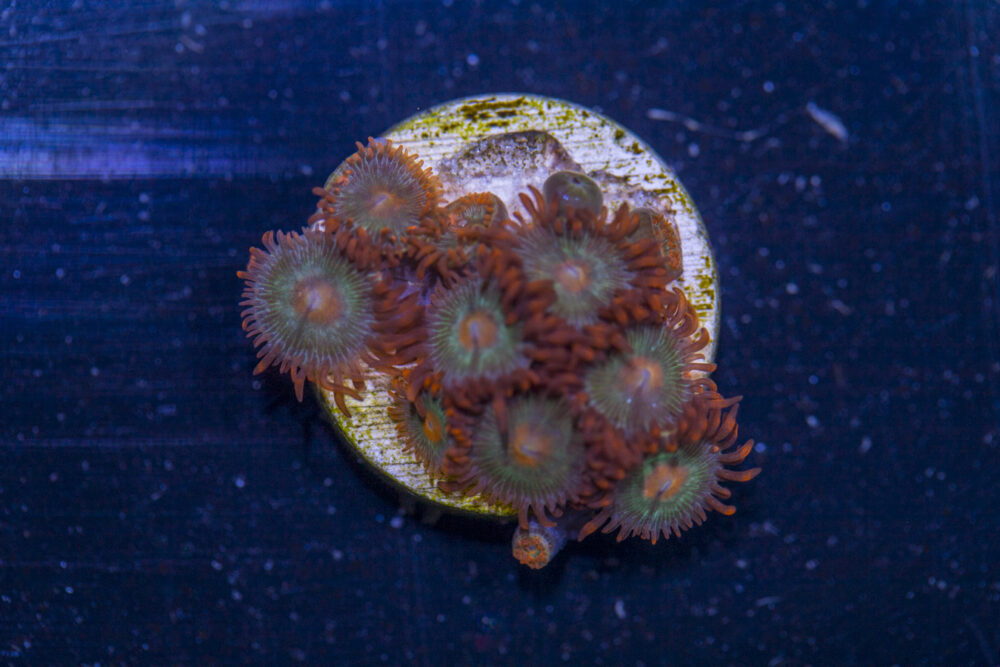Zoanthids - Gatorade