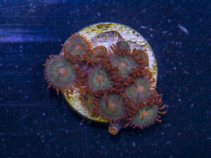 Zoanthids - Gatorade