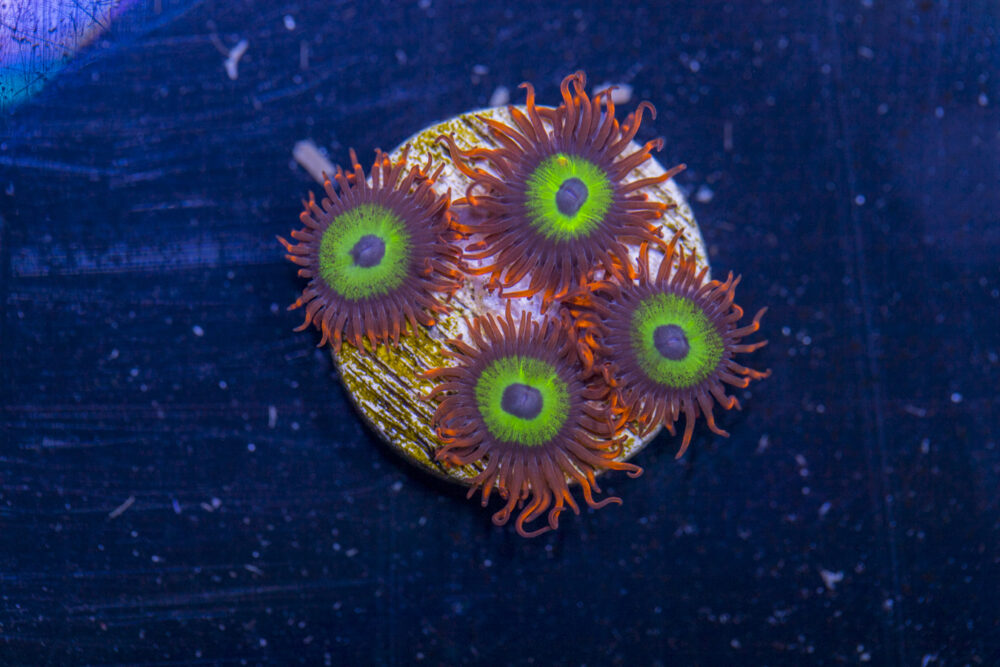 Zoanthids - Emeralds on Fire