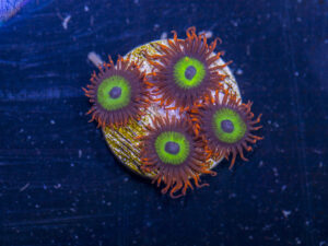 Zoanthids - Emeralds on Fire
