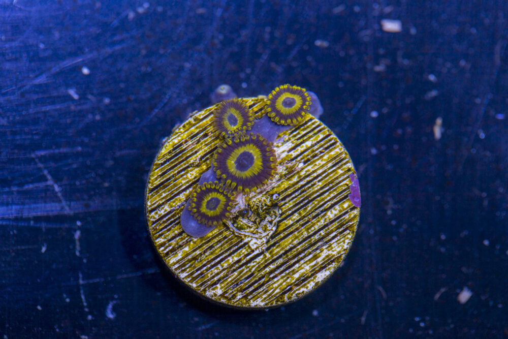 Zoanthids - LA Laker