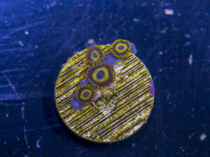 Zoanthids - LA Laker