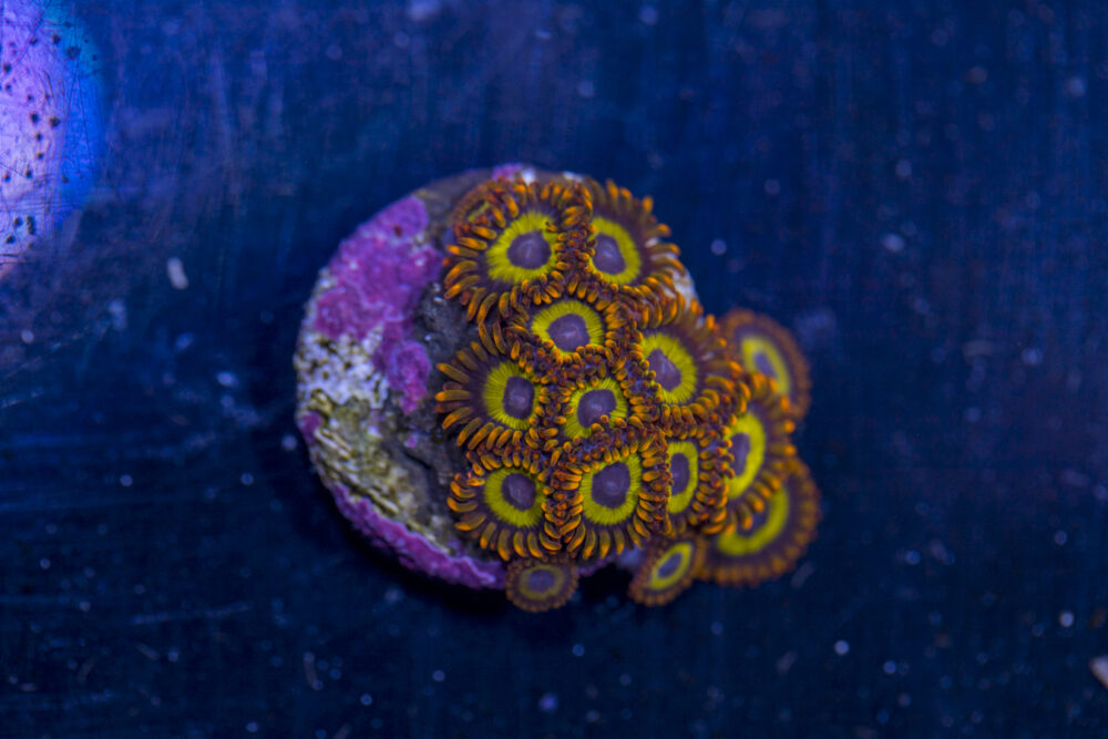 Zoanthids - Fruit Loops