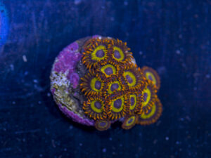 Zoanthids - Fruit Loops