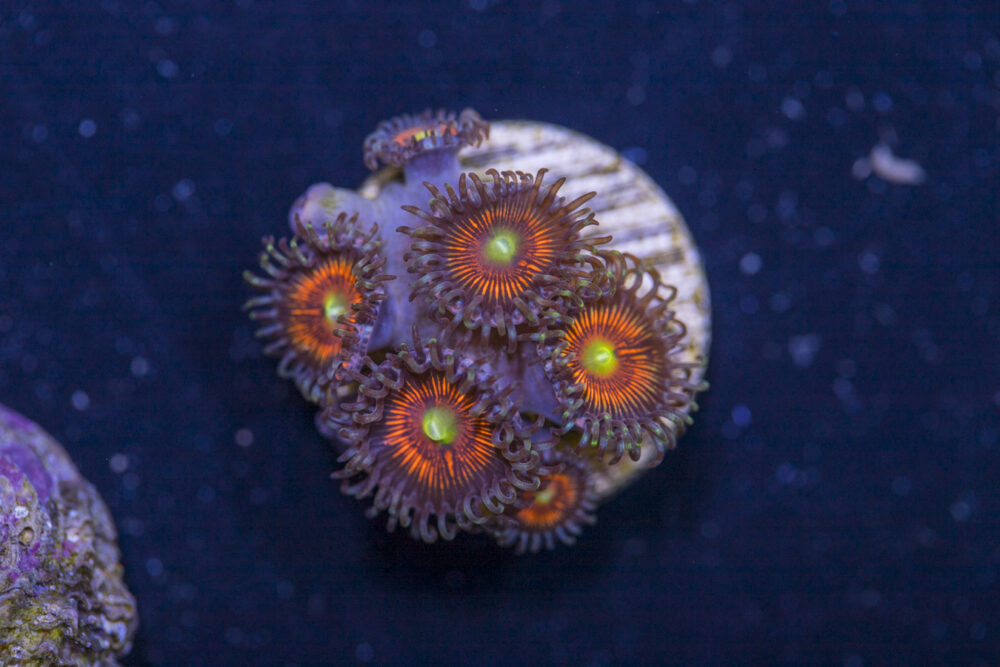 Zoanthids - Everlasting Gobstopper