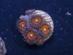 Zoanthids - Everlasting Gobstopper
