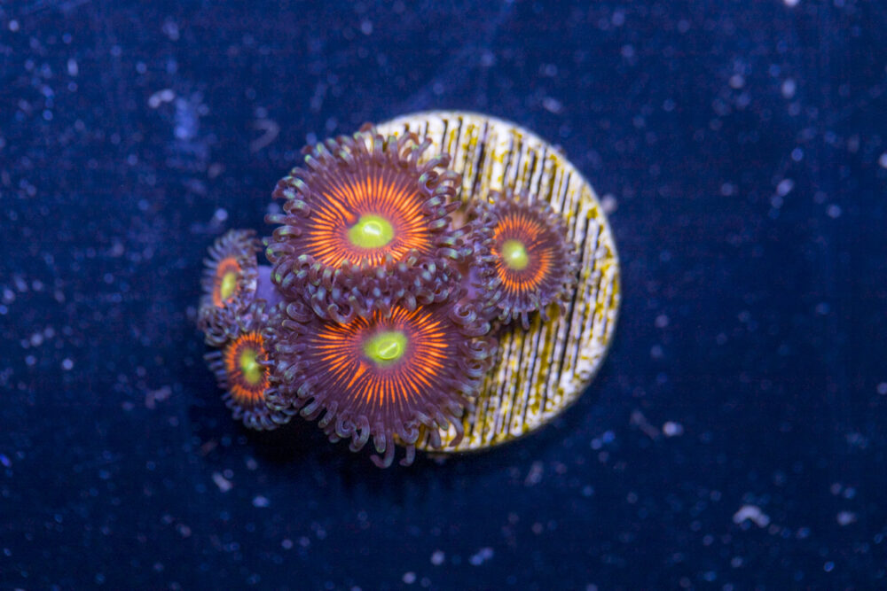 Zoanthids - Everlasting Gobstopper