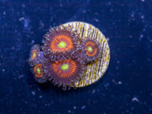 Zoanthids - Everlasting Gobstopper