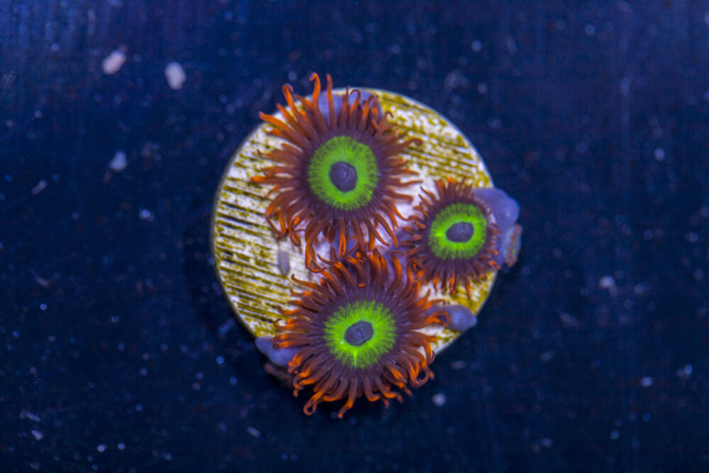 Zoanthids - Emeralds on Fire