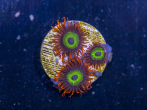 Zoanthids - Emeralds on Fire