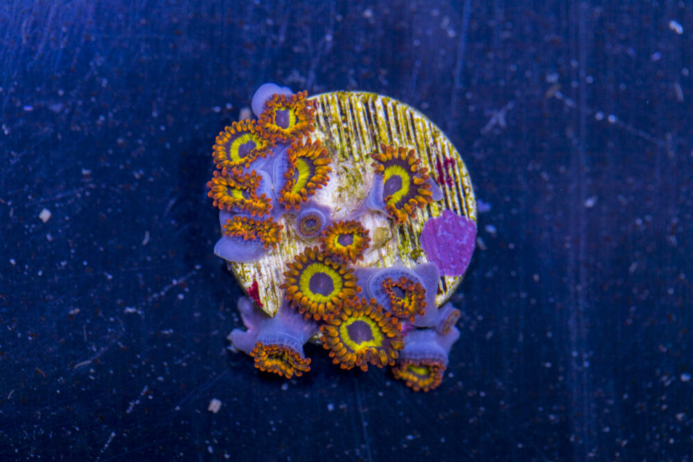 Zoanthids - Fruit Loops