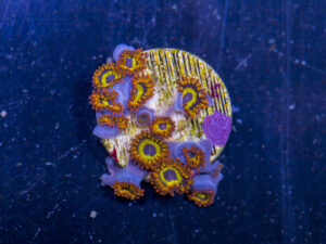Zoanthids - Fruit Loops
