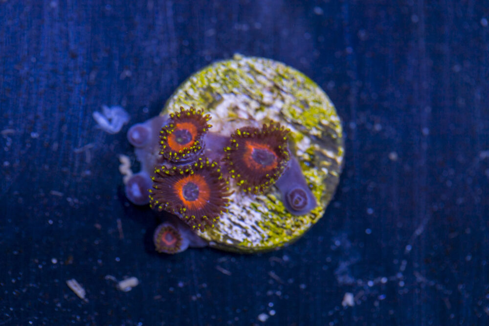 Zoanthids - Wonder Woman