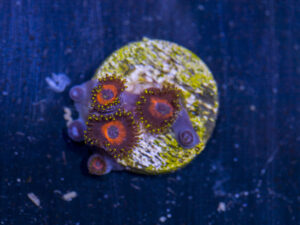 Zoanthids - Wonder Woman
