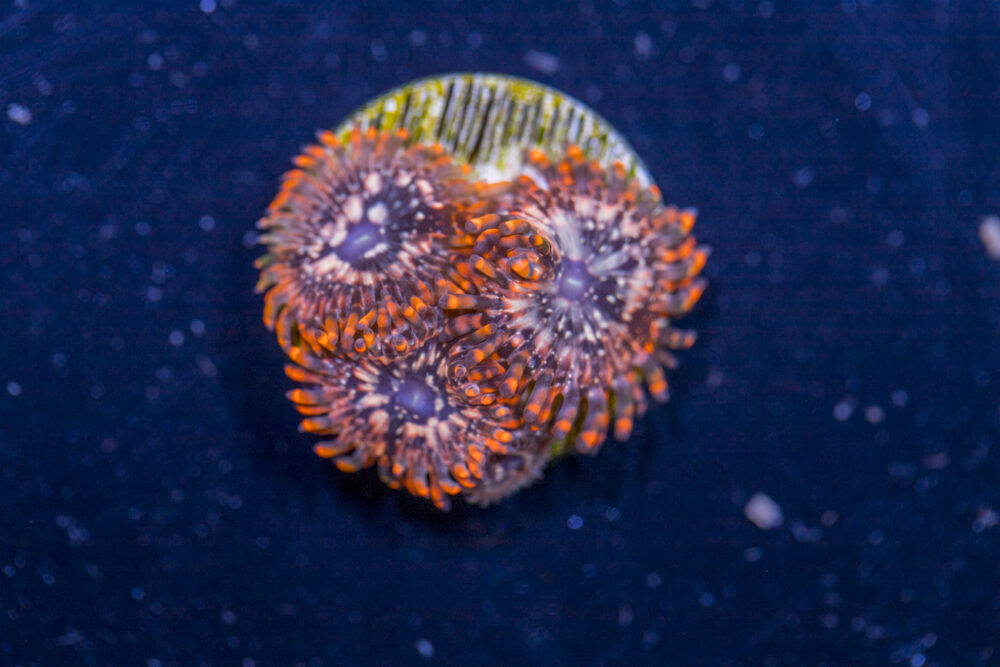 Zoanthids - Utter Chaos