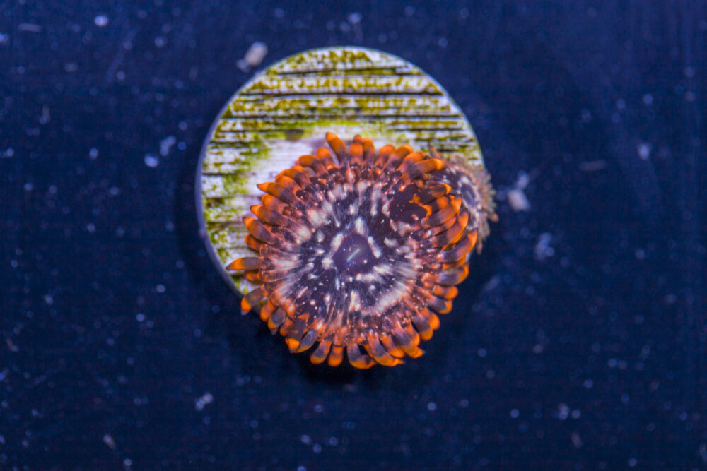 Zoanthids - Utter Chaos