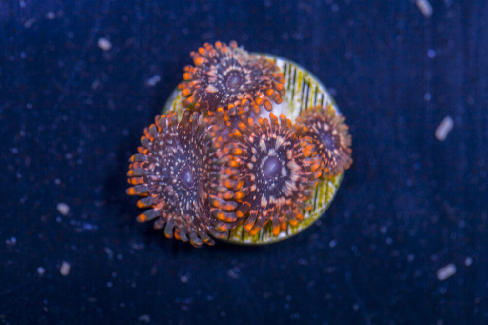 Zoanthids - Utter Chaos