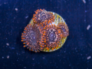 Zoanthids - Utter Chaos