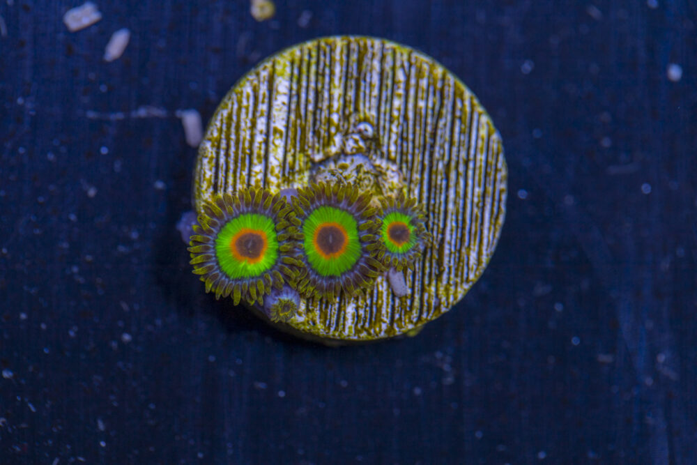 Zoanthids - Rasta