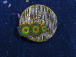 Zoanthids - Rasta
