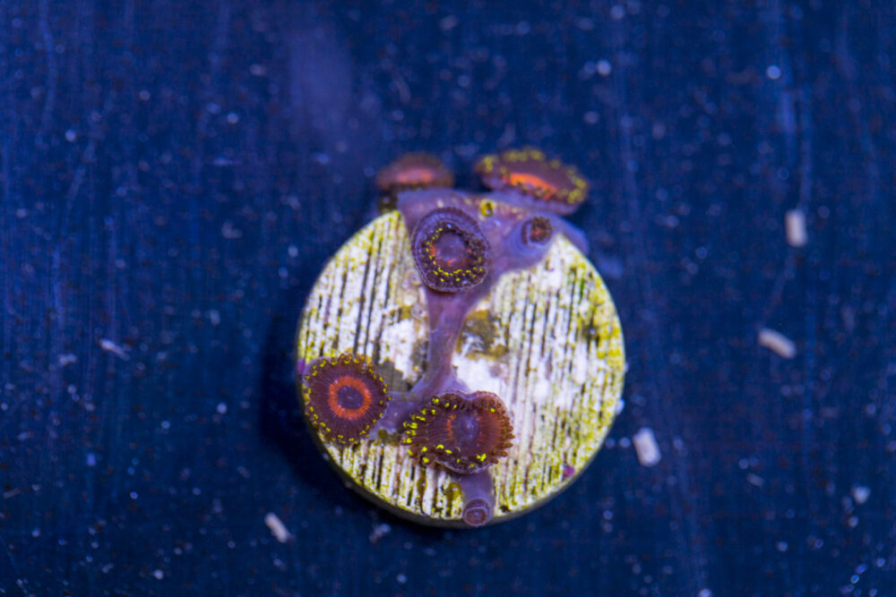 Zoanthids - Wonder Woman